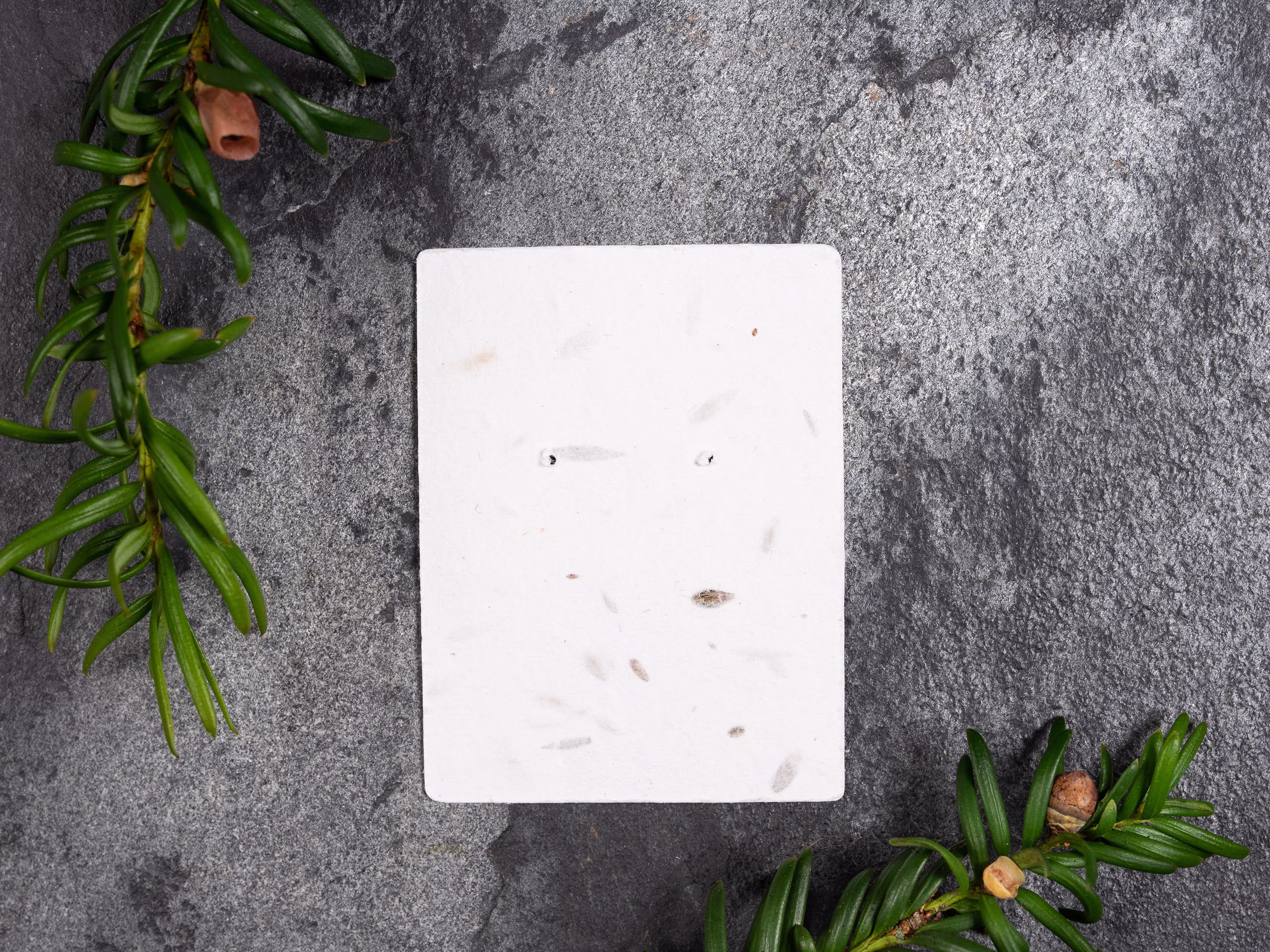 Wildflower Seed Display Cards For Earrings Or Small Brooches 6 X 4.5cm
