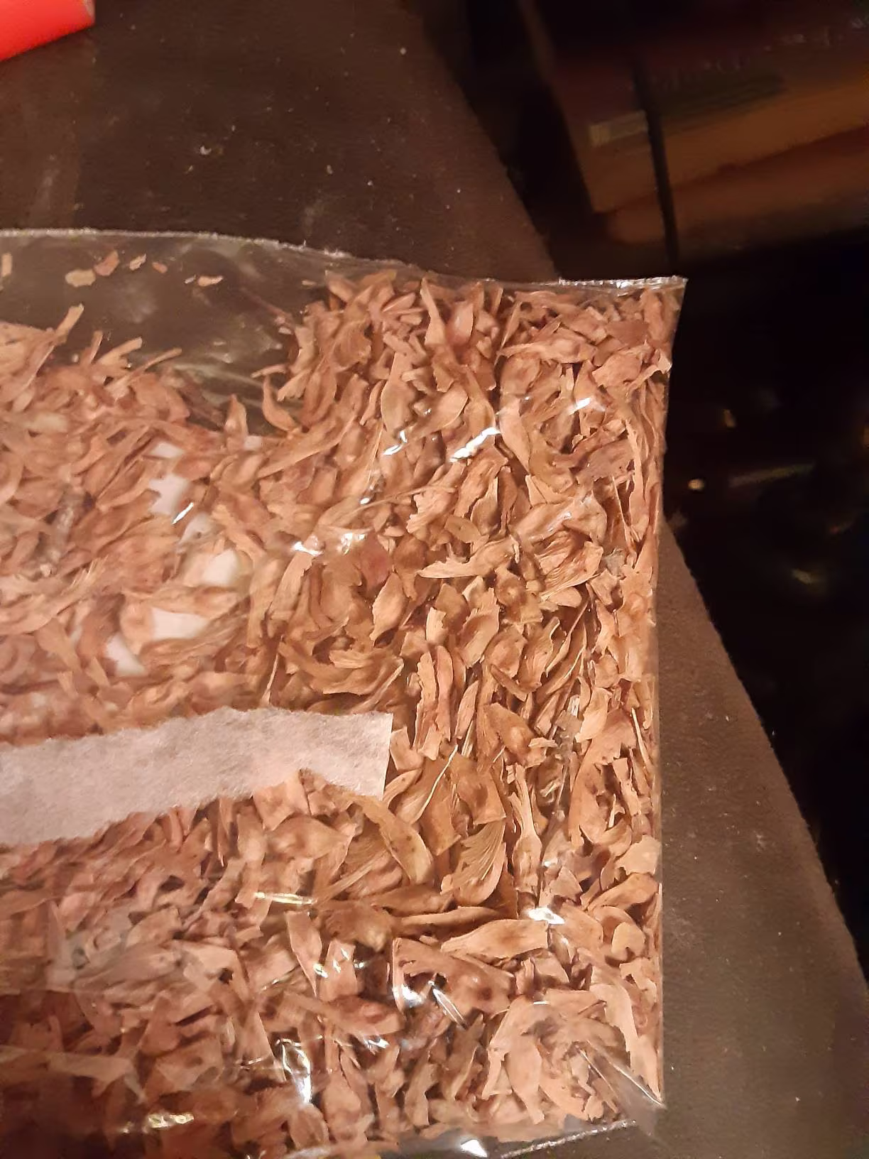 Arahaga Maple Tree Seeds | Ukurundu Maple