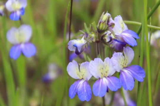 Giant Blue-Eyed Mary | Collinsia Grandiflora ~ 50 Seeds Pacific Northwest Wildflowers