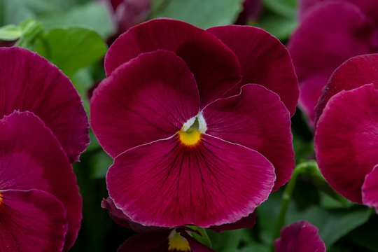 Pansy Seeds Spring Grandio Clear Rose 50 Thru 500