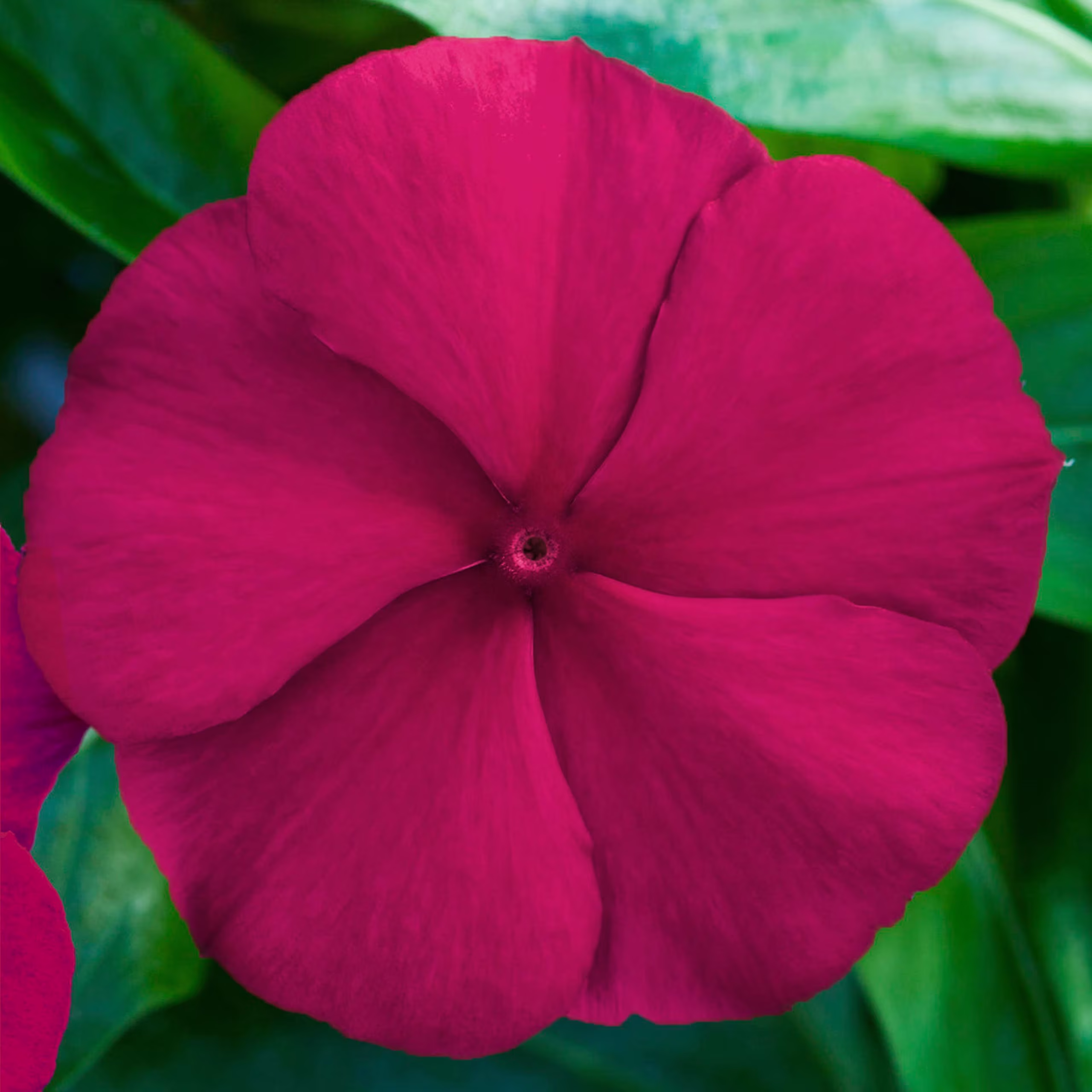 Vinca Seeds Blockbuster Crimson 100 Thru 500 F1 Variety Catharanthus Roseus
