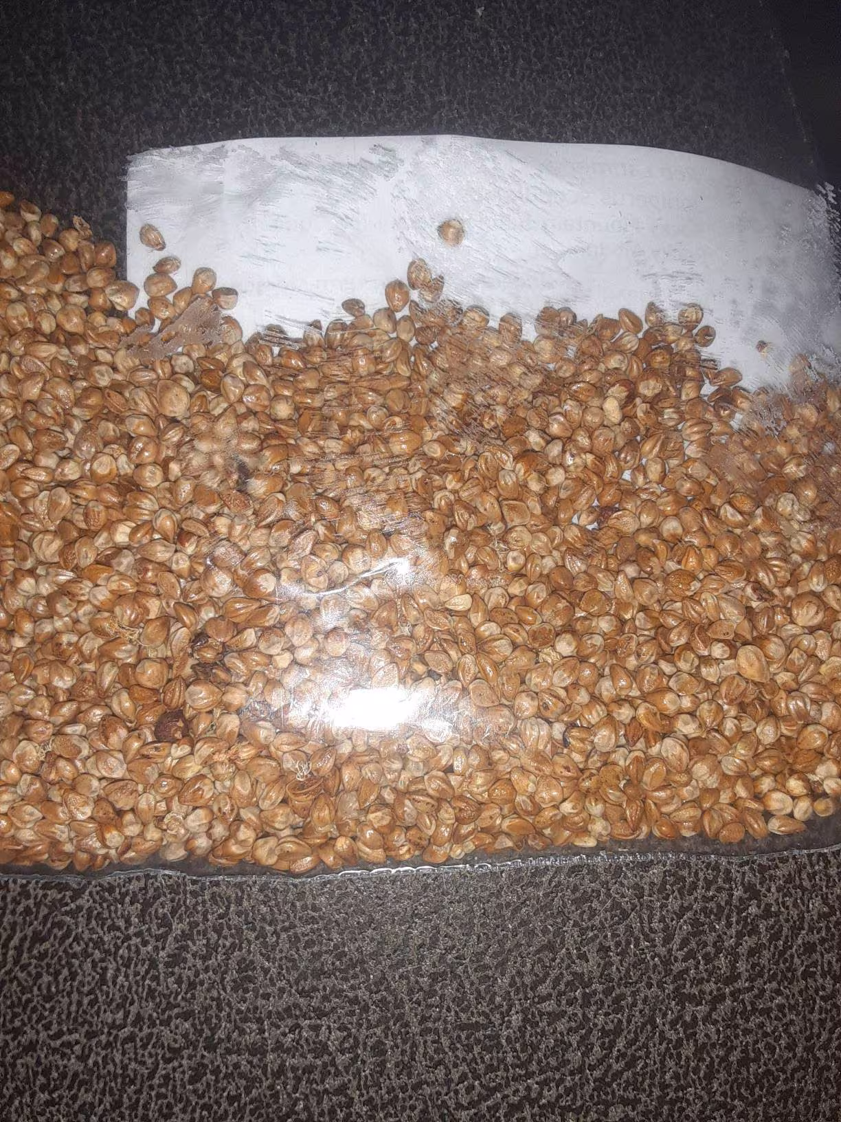 Rocky Mountain Juniper Tree Seeds | Juniperus Scopulorum | Western Juniper