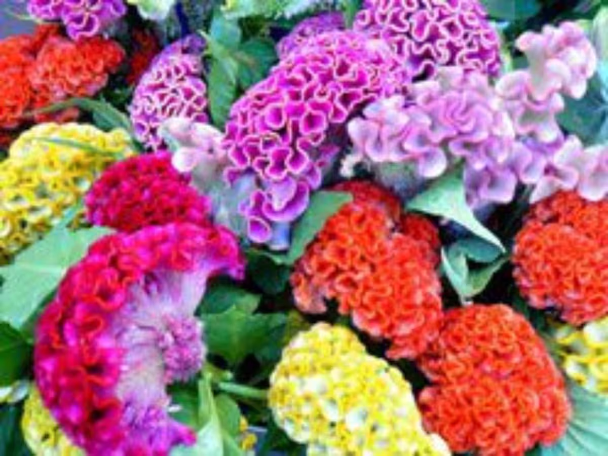 Flower Seeds Celosia Scrap