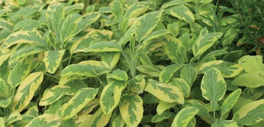 Golden Variegated Sage /Variegated Foliage/ Evergreen Perennial/3.5