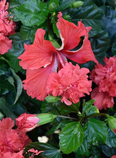 Live El Capitolio Red Hibiscus Plant, Rosa-Sinensis, Live Plant in A 3 Or 4