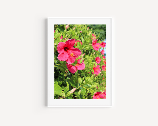 Tropical Wall Art, Pink Hibiscus Print, Bermuda Photography, Decor, Large Island Botanicals, Floral Decor