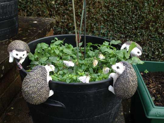 Hedgehog, Hog Pot Hanger Resin Garden Plant Hugger Decor
