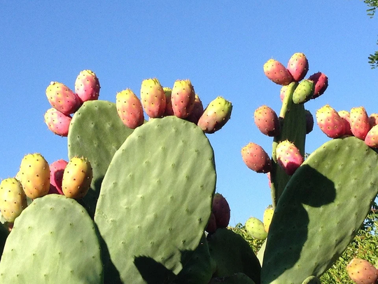 Opuntia Dillenii, Prickly Pear Cactus Approx. 10 Seeds Flowering Seed