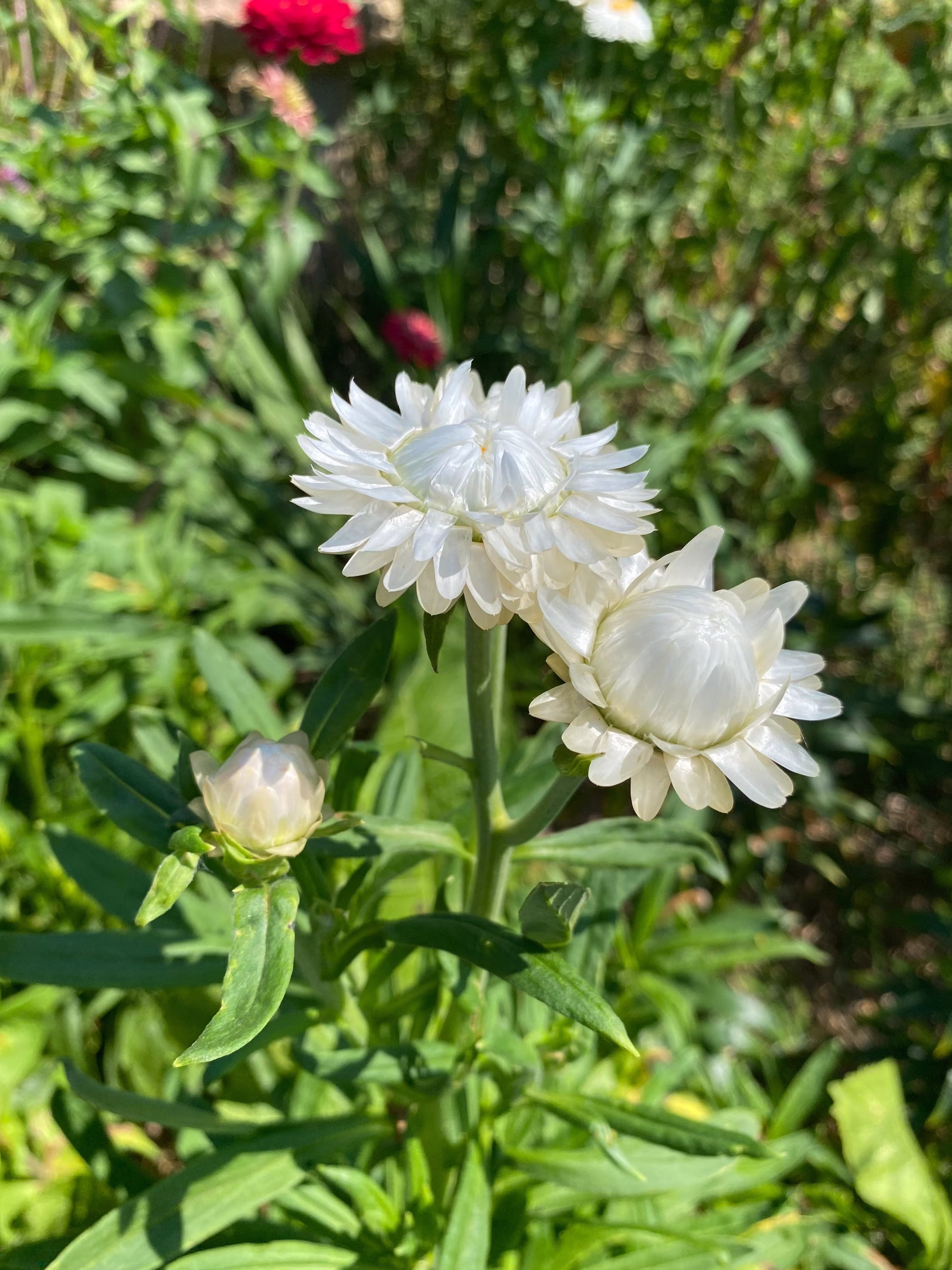Vintage White Strawflower Seeds, Flowering Strawflower, Everlasting Flowers - Great For Weddings & Fall Crafts