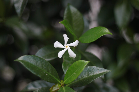 Iconic Jasmine Seeds