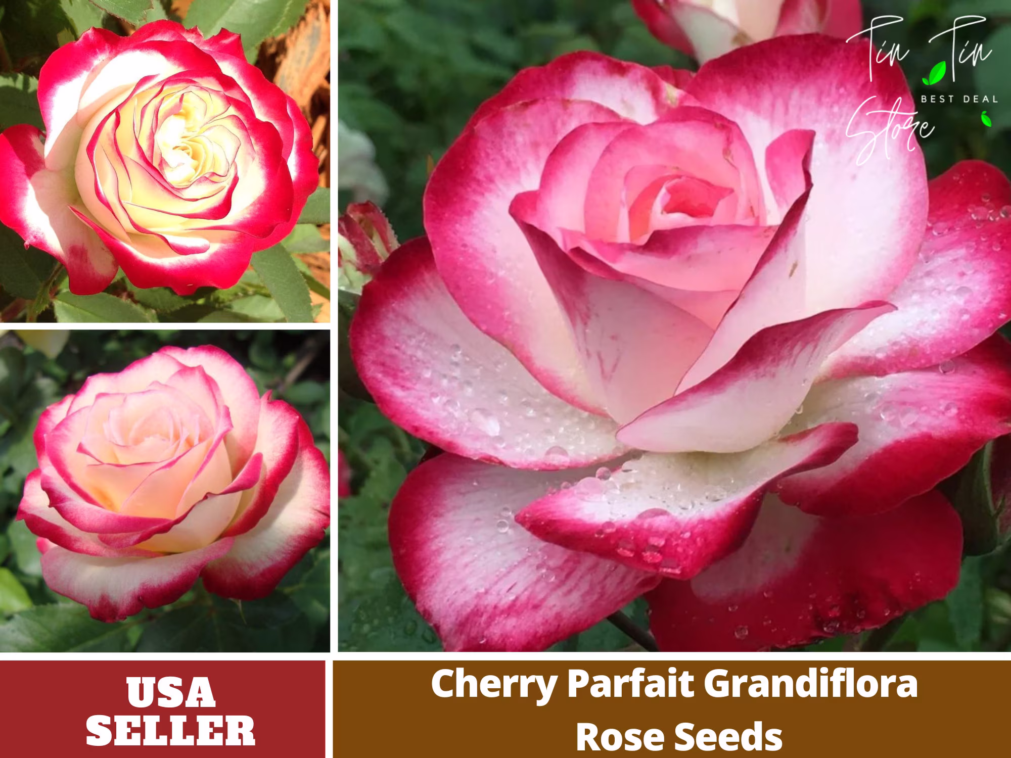 30 Rare Seed-Cherry Parfait Rose Seed - Perennial -Authentic Seeds-Flowers -Organic. Non Gmo -Vegetable Seeds-Mix Seeds For Plant-B3G1 #1086