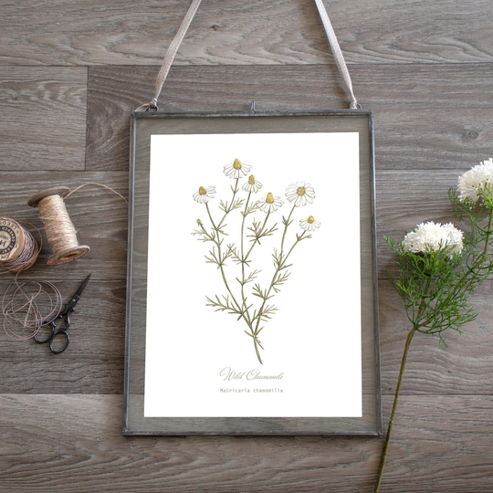 Botanical Art Print, Chamomile, Wildflower Watercolour Illustration