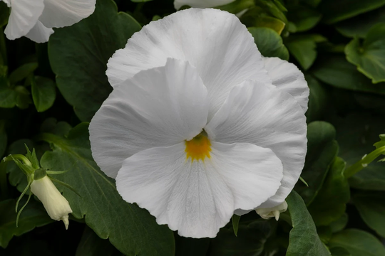 Pansy Seeds Spring Grandio Clear White 50 Thru 500