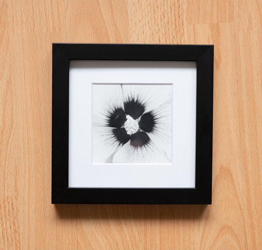 Black & White, Satin Hibiscus, Rose Of Sharon, Summer, Fine Art Photography, Professional Print - 4x4, 5x5, 6x6, 8x8, 12x12 Square Photo