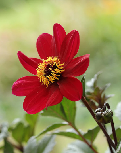Dahlia Bishop Of Canterbury 60 Seeds