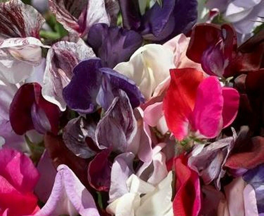 Sweet Pea Old Spice Mixed X25 Seeds, Old Varieties, Highly Fragrant Sweet Peas