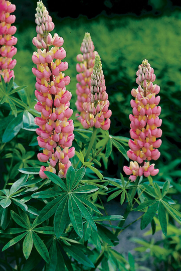 Lupin Russell Chatenaine X30 Seeds, Hardy Perennial, Fairy Flower Seeds