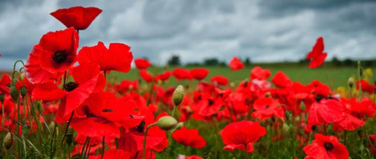 Red Poppy Seeds | Non - Gmo