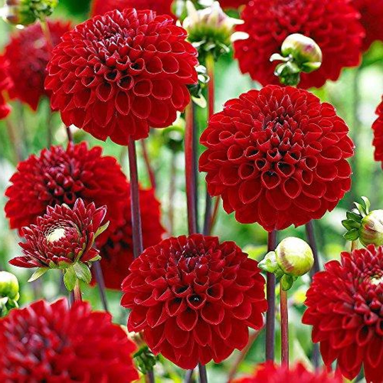 Dahlia Rococo Pompom 60 Seeds