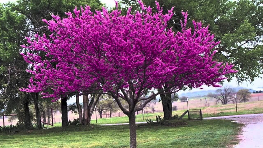 Chinese Redbud | Cercis Chinensis - 35 Fresh Seeds, Tree Or Bonsai