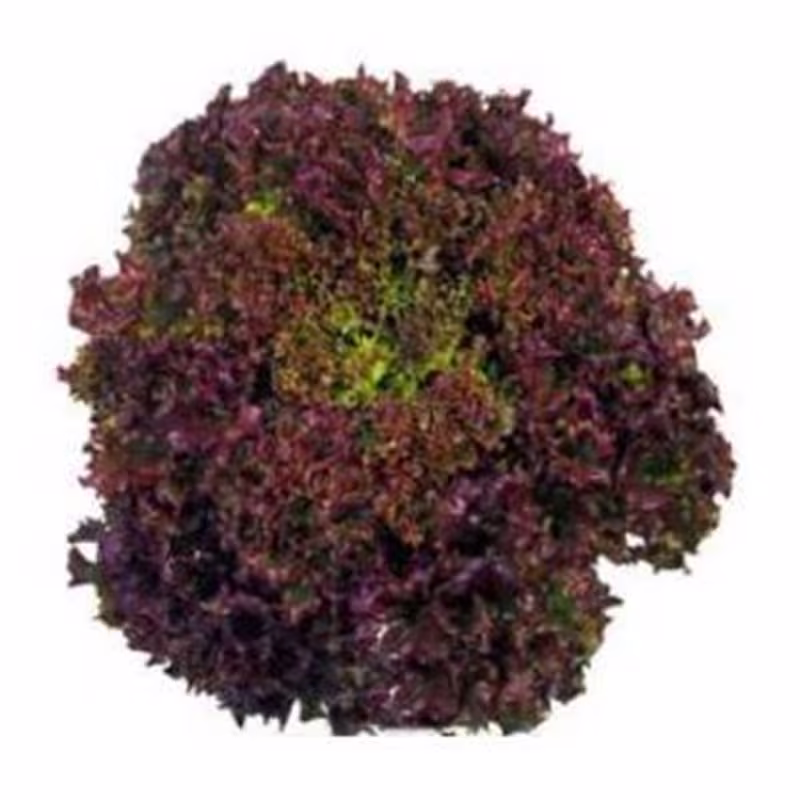 Leaf Lettuce Shar Malynovyi Seeds Open-Pollinating Non Gmo For Planting | 202866