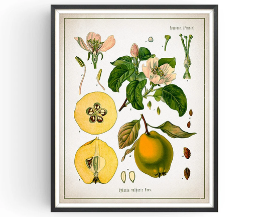 Quince - Botanical Print Vintage Fruit Art Medicinal Plant Botany Decor Kitchen Unframed