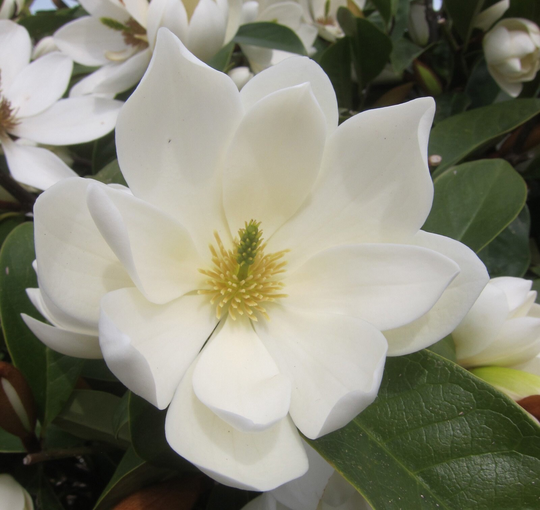 5-6Ft Magnolia Fairy Cream â„¢ | 12L Pot By Frank P Matthews