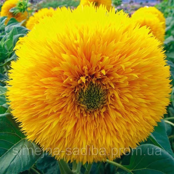 Sunflower Terry Flower Seeds