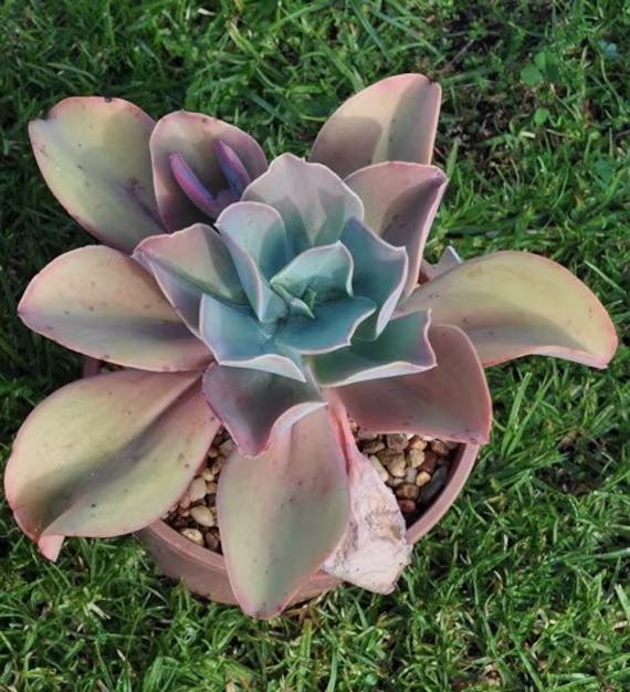 Echeveria Sp. Almoloya X 10 Seeds - Succulent Rarely Offered Cultivar