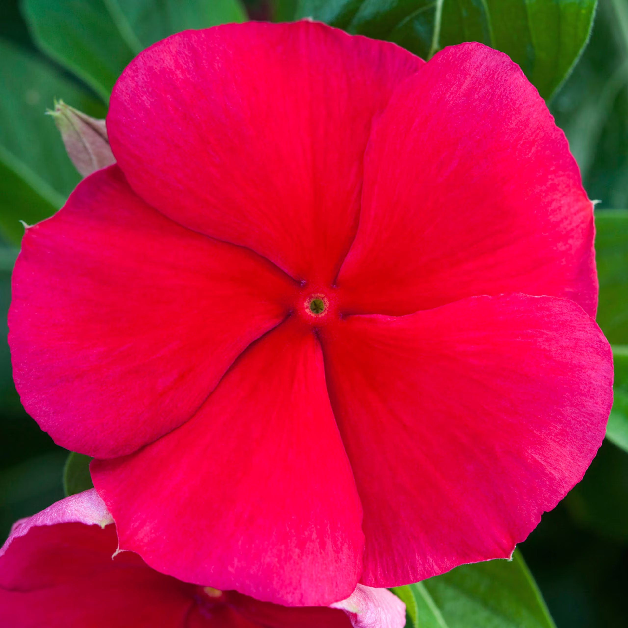 Vinca Seeds Blockbuster Dark Red 100 Thru 500 F1 Variety Catharanthus Roseus