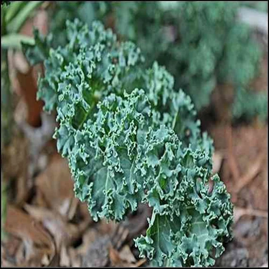 Kale Vates Blue Scotch Curled Vegetable Seeds | Brassica Oleracea 30+Seeds
