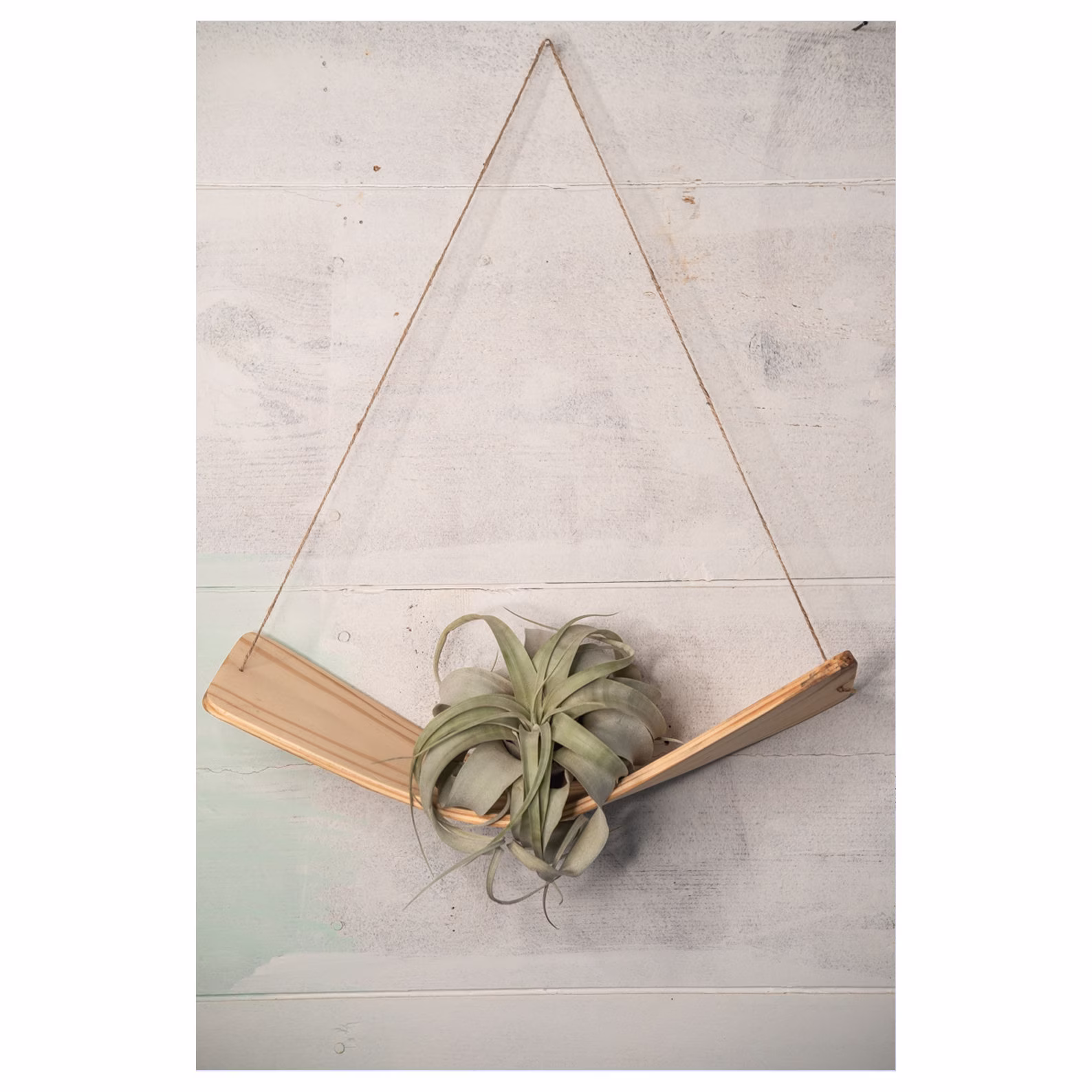 Large Xerographica Air Plant Hammock Hanger, Air Plant Holder, Hanger, Wall Hanging, Display, Indoor Shelf
