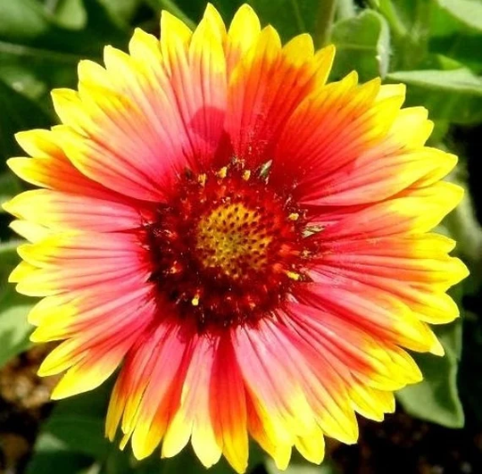 Blanketflower - Gaillardia Blanket Flowers 1G/100 Seeds Aristata Gmo Free