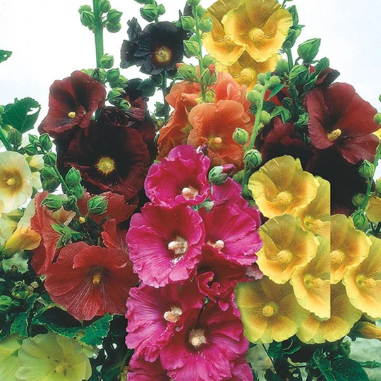 Hollyhock Spring Mix Seeds Annual Flowering Non Gmo For Planting | 201769
