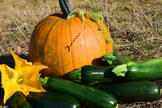 Batch Of 25 Seeds Black Beauty Zucchini-Squash
