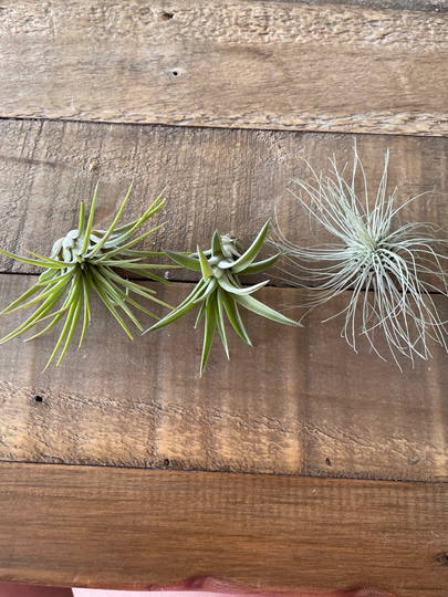 Set Of 3 Air Plants, Tillandsia Plant Collection. Available With Or Without Fertiliser