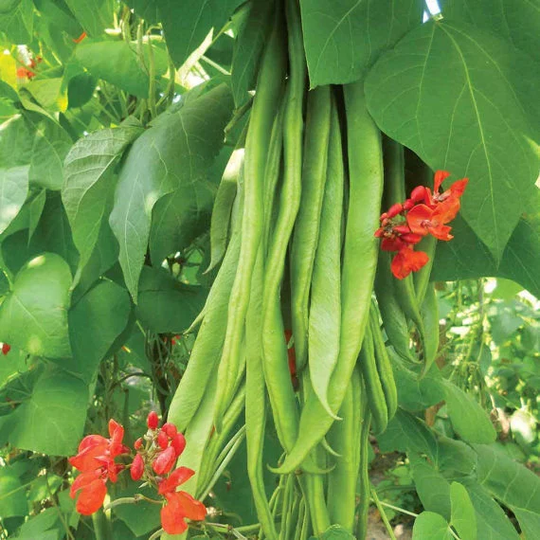 Vegetable - Organic Runner Bean Scarlet Emperor 20 Premium Quality Seeds