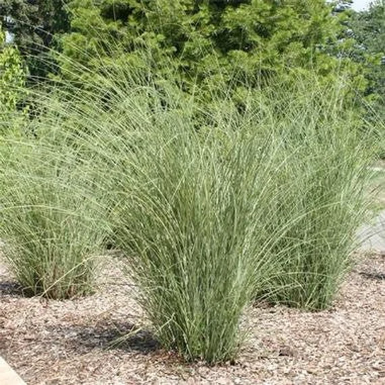 Ornamental Pnw Maiden Grass | 60 Seeds, Low Maintenance Grass Free Shipping