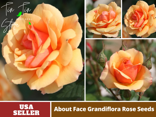 30 Rare Seeds| About Face Rosa Grandiflora Rose Seeds-Perennial -Authentic Seeds-Flowers -Organic. Non Gmo -Mix Seeds For Plant-B3G1 #1109