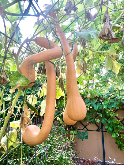 10 Seeds Pennsylvania Dutch Crookneck Squash