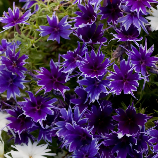 Phlox Seeds Popstar Deep Blue 50 F1 Flower Drummondi