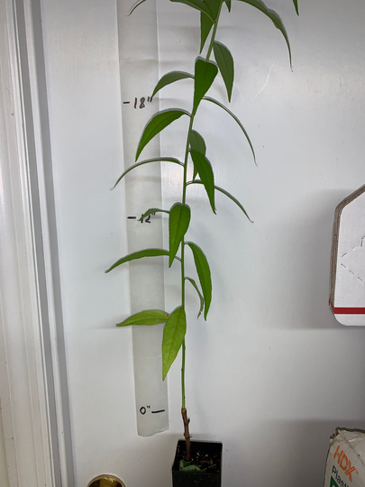 Prunus Persica Nemaguard | Peach Seedling Live 2 Y.o. Plant