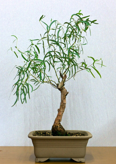 Eucalyptus Moorei Nana Tree - Tropical House Plant 15 Seeds Indoor Or Outdoor
