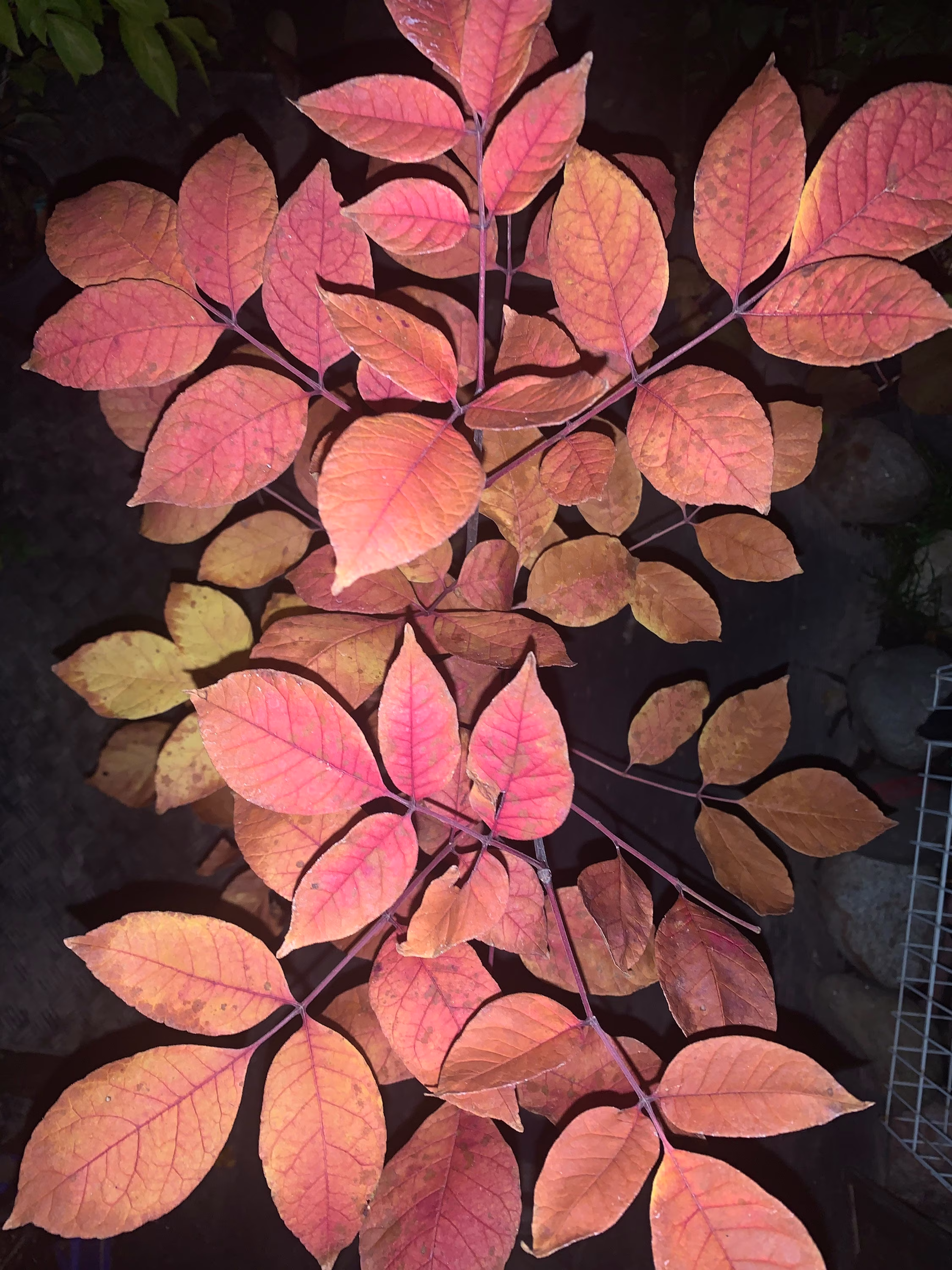 White Ash Bonsai 4-5 Years Old Shipped Bare Root Exact Plant