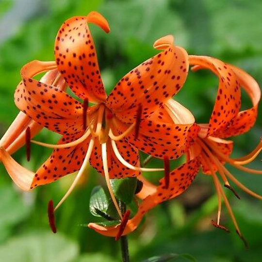 25+ Lilium Turks Cap Lily Flower Seeds Perennial Flower Rare | Code 84