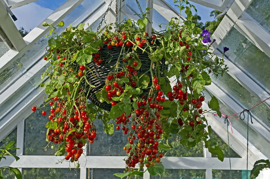 Garden Pearl Tomato Vegetable Fruit Seeds - 60 Organic