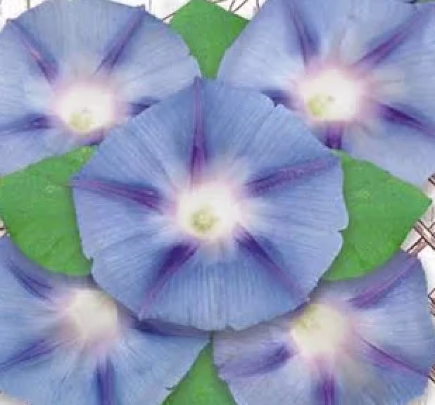 Rare Original Flower Seeds Morning Glory "Blue Star