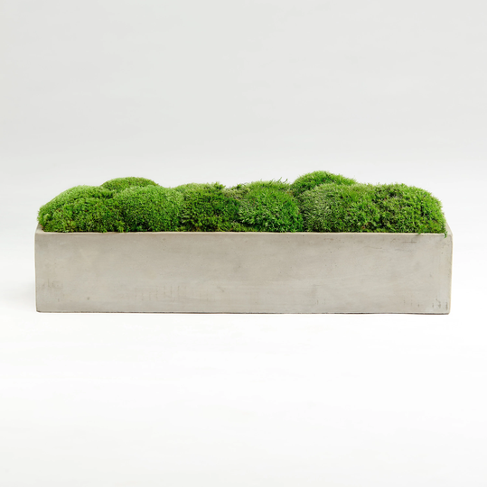 Moss Bowl Béton Brut Petite
