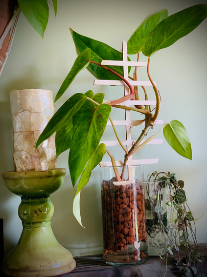 Plant Trellis | Indoor Wooden Philodendron