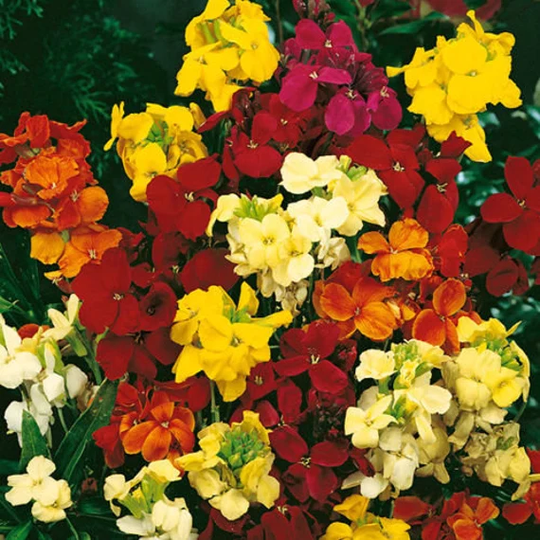 Wallflower Harlequin Mixed Approx. 1, 000 Seeds, Biennials, Bedding Plant